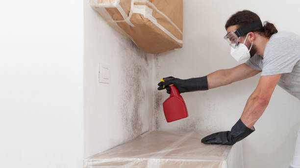 Professional Black Mold Remediation technician working in Tall Timbers, MD
