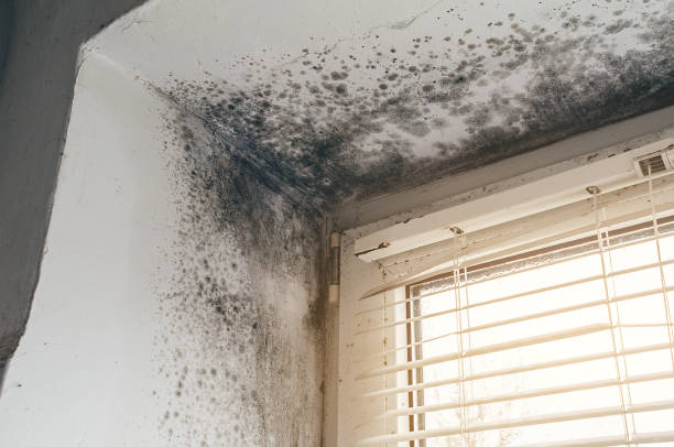 Affordable Black Mold Remediation solutions in Tall Timbers, MD